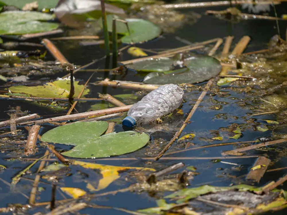 Eine zerdrückte Plastikflasche zwischen Seerosenblättern und Schilf im Wasser